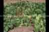 herbal virucide for plants